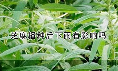 天气炎热种芝麻吗_天气炎热种芝麻吗会死吗