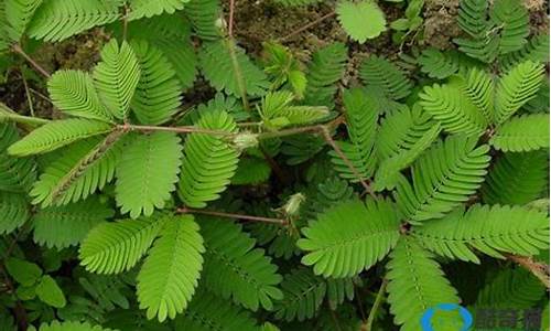 植物可以预测天气吗阅读理解答案_植物可以