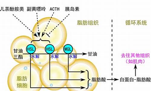 天气凉脂肪合成增加吗_天气冷脂肪燃烧的快吗