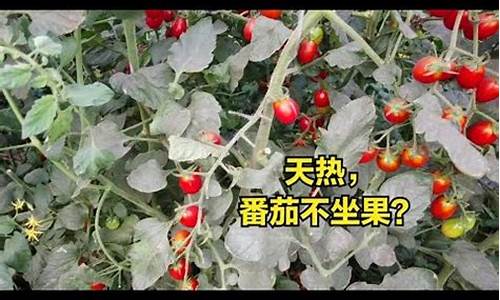 天气热番茄结果小_番茄结果小是什么原因