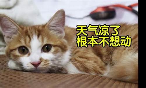 天气变冷猫咪呕吐怎么办_天气转凉猫会吐吗