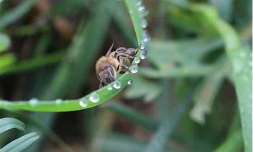 蜜蜂与天气的联系与区别_蜜蜂与天气的联系