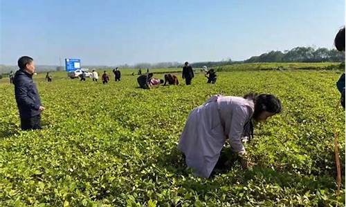 天气晴朗种植花生技术_易水指什么