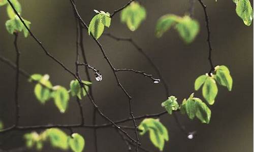 湖南春天天气怎样形容_湖南的春天天天下雨