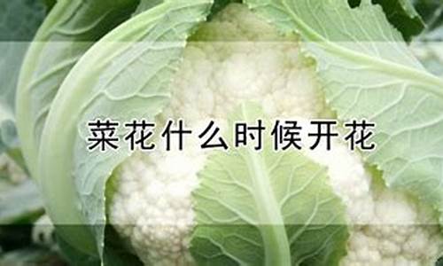 花菜开花什么天气最好_花菜什么时候成熟季节